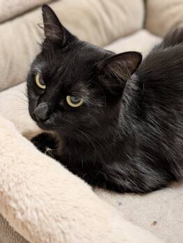 Rescue Domestic Medium Hair Cats for Adoption in Jacksonville, Florida - BB | PetCurious