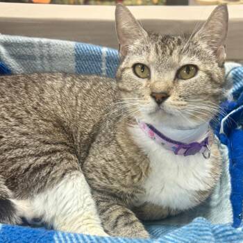 Domestic Short Hair Cats Available for Adoption in Lakeland, Florida - Wiggles | PetCurious