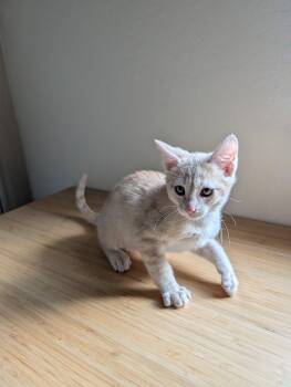 Sirius -  Domestic Short Hair Cat for Adoption in Chandler, Arizona - Sirius | PetCurious