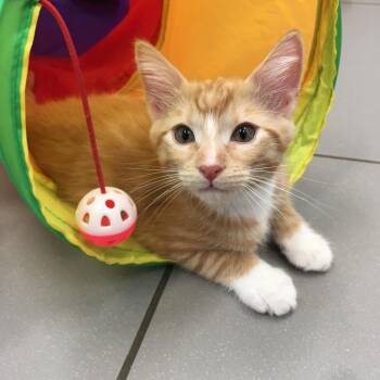 Samwise -  Domestic Short Hair Cat for Adoption in Greenville, Texas - Samwise | PetCurious