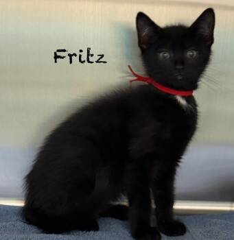 Domestic Short Hair Cats Available for Adoption in Pawleys Island, South Carolina - Fritz | PetCurious