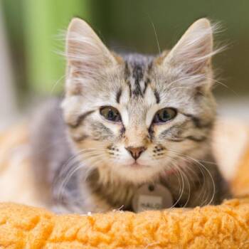 Halo -  Domestic Long Hair Cat for Adoption in Hot Springs, Arkansas - Halo | PetCurious