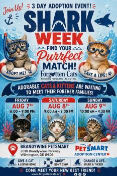 Brandywine PS Cat Adoption Event August 7-9 -  Domestic Short Hair Cat for Adoption in Greenville, Delaware - Brandywine PS Cat Adoption Event August 7-9 | PetCurious