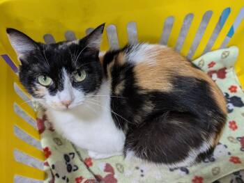 Lacy -  Dilute Calico Cat for Adoption in Powell, Ohio - Lacy | PetCurious