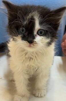 CHANTELLE -  Domestic Long Hair Cat for Adoption in Elizabethton, Tennessee - CHANTELLE | PetCurious