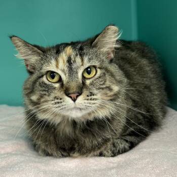 Domestic Medium Hair Cats Available for Adoption in Owosso, Michigan - Celia | PetCurious