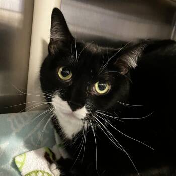 Domestic Short Hair Cats Available for Adoption - Handsome Bubby | PetCurious