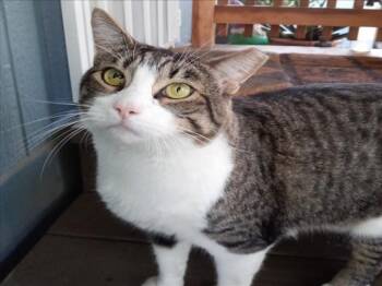 BUDDY -  Domestic Short Hair Cat for Adoption in Woodland, California - BUDDY | PetCurious