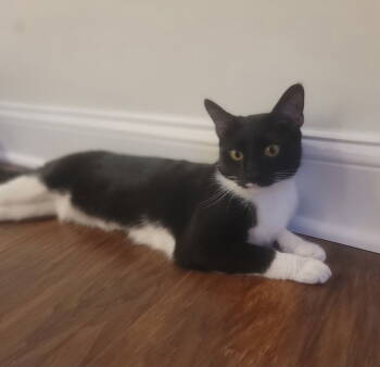 Rescue Domestic Short Hair and Oriental Short Hair Cats for Adoption in Herndon, Virginia - Maisey Felv+ | PetCurious