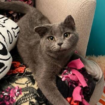 Sadita -  Oriental Long Hair and Domestic Medium Hair Cat for Adoption in Antioch, California - Sadita | PetCurious