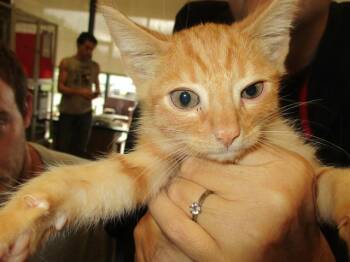 Rescue Domestic Short Hair Cats for Adoption in Ocala, Florida - A370075 | PetCurious