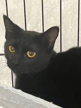 Domestic Short Hair Cats Available for Adoption in Lunenburg, Massachusetts - Pepper | PetCurious