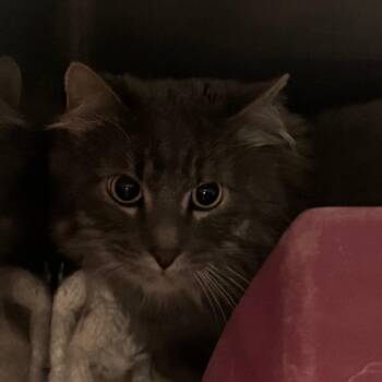 Tinkerbell -  Domestic Medium Hair Cat for Adoption in Lakewood, Colorado - Tinkerbell | PetCurious