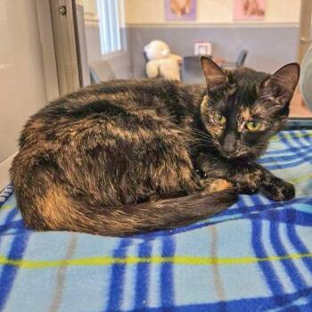 Domestic Short Hair Cats Available for Adoption - Saint Chapelle | PetCurious
