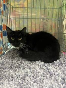 Hope -  Domestic Short Hair Cat for Adoption in Gainesville, Florida - Hope | PetCurious