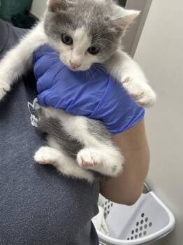 Starlight -  Domestic Short Hair Cat for Adoption in Sacramento, California - Starlight | PetCurious
