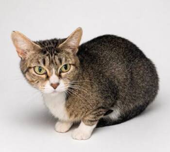 Domestic Short Hair Cats Available for Adoption in Kansas City, Missouri - Coco | PetCurious