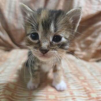 Mud -  Domestic Short Hair Cat for Adoption in Webster, Texas - Mud | PetCurious