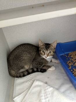 Rescue Domestic Short Hair Cats for Adoption in Leander, Texas - Biggie | PetCurious