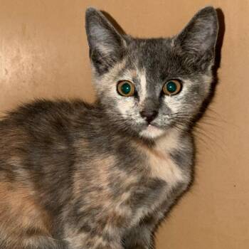 Starla -  Domestic Short Hair Cat for Adoption in Madisonville, Kentucky - Starla | PetCurious