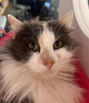 Domestic Long Hair Cats Available for Adoption in Hillsboro, Missouri - Sweater Weather | PetCurious