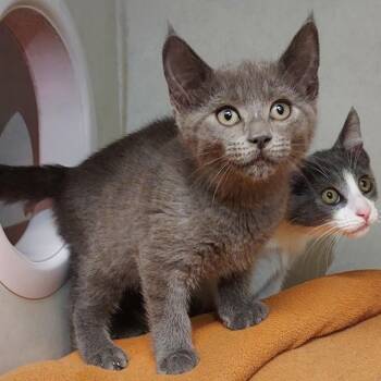 Norbert -  Domestic Short Hair Cat for Adoption in Dayton, Ohio - Norbert | PetCurious