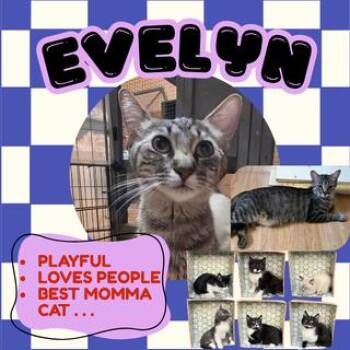 Evelyn -  Domestic Short Hair Cat for Adoption in Houston, Texas - Evelyn | PetCurious