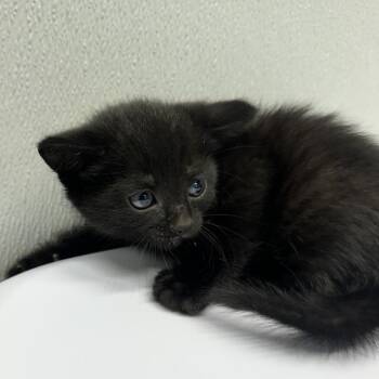 Soren -  Domestic Short Hair Cat for Adoption in Tampa, Florida - Soren | PetCurious