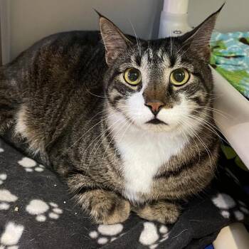 Wheat Byproducts -  Domestic Short Hair Cat for Adoption in Austin, Texas - Wheat Byproducts | PetCurious