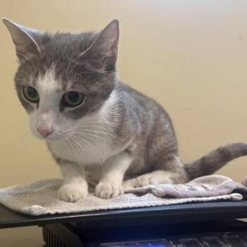 Domestic Short Hair Cats Available for Adoption in Pasadena, California - Patty | PetCurious