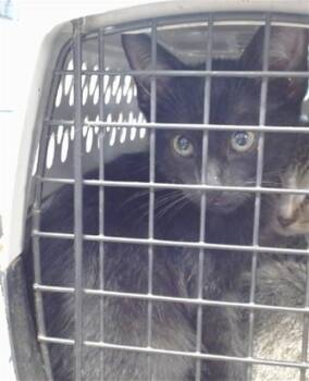A478326 -  Domestic Short Hair Cat for Adoption in Oklahoma City, Oklahoma - A478326 | PetCurious