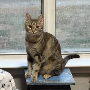 Rescue Tabby Cats for Adoption in Fort Worth, Texas - Monet | PetCurious