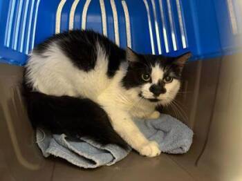 Domestic Medium Hair Cats Available for Adoption in Kansas City, Missouri - Princess | PetCurious