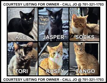 6 cute kittens - COURTESY LISTING -  Domestic Short Hair Cat for Adoption in Valley City, North Dakota - 6 Cute Kittens - COURTESY LISTING | PetCurious