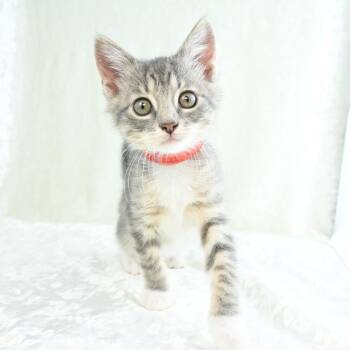 Reagan -  Domestic Short Hair Cat for Adoption in Mobile, Alabama - Reagan | PetCurious