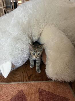 Binny (Morticia) -  Domestic Short Hair Cat for Adoption in Chicago, Illinois - Binny (Morticia) | PetCurious