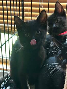 Grumpy -  Domestic Short Hair Cat for Adoption in Hinckley, Illinois - Grumpy | PetCurious