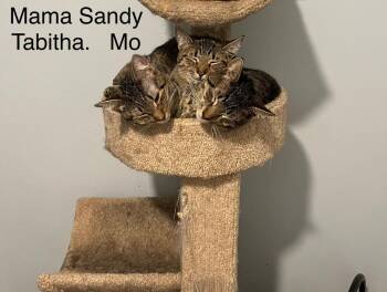 Domestic Short Hair Cats Available for Adoption - Sandy | PetCurious