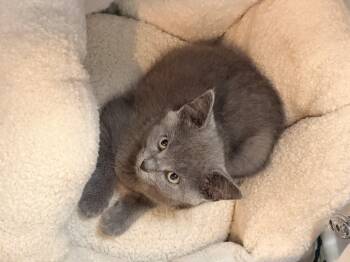 Aspen -  Domestic Short Hair Cat for Adoption in Louisville, Kentucky - Aspen | PetCurious