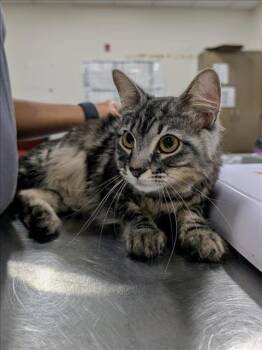 Rescue Domestic Medium Hair Cats for Adoption - CORK | PetCurious