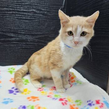 Domestic Medium Hair Cats Available for Adoption - Clyde | PetCurious