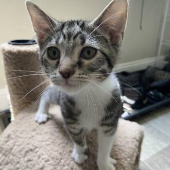 Brisket -  Domestic Short Hair Cat for Adoption in La Grange, Kentucky - Brisket | PetCurious