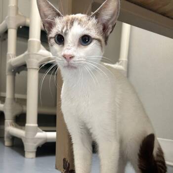 EI Leo -  Domestic Short Hair Cat for Adoption in Dallas, Texas - EI Leo | PetCurious