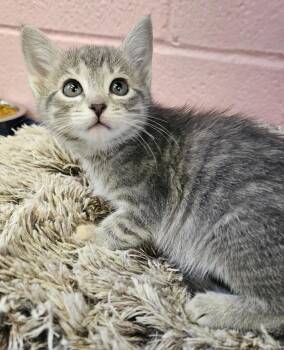 Pigeon -  Domestic Short Hair Cat for Adoption in Sherwood, Arkansas - Pigeon | PetCurious
