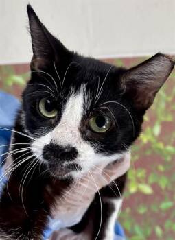 GRIZZLY -  Domestic Short Hair Cat for Adoption in San Antonio, Texas - GRIZZLY | PetCurious