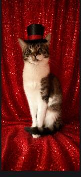 Emma -  Domestic Short Hair Cat for Adoption in Middletown, Connecticut - Emma | PetCurious