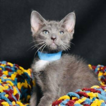 Domestic Medium Hair Cats Available for Adoption - Kaleb | PetCurious