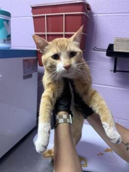 61268727 -  Domestic Short Hair Cat for Adoption in El Paso, Texas - 61268727 | PetCurious