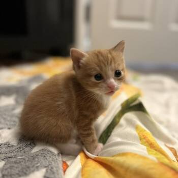 Domestic Short Hair Cats Available for Adoption in Sandy Springs, Georgia - Jellybean | PetCurious