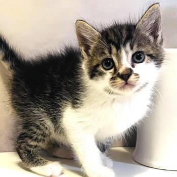 Expired Milk Dream -  Siamese Cat for Adoption in Fredericksburg, Virginia - Expired Milk Dream | PetCurious